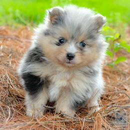 Zuzu-blue merle - Blue merle male Pomeranian puppy in Bremen, Indiana from AMS Pomeranians and Pomskies in Indiana