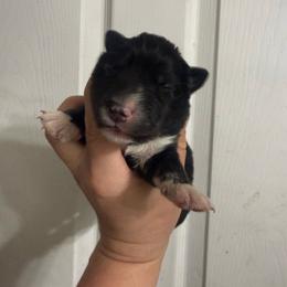 Gambit - Agouti and white female Siberian Husky puppy in London, Ohio from Rose Trail Siberian’s