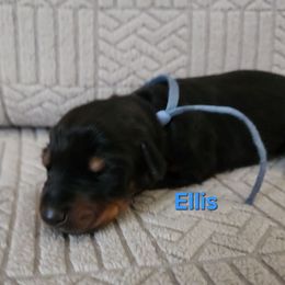 Ellis - Black and rust female Doberman Pinscher puppy in Blanchester, Ohio from Battle Creek Dobermans