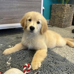 Golden Retriever puppies from Dream Dogs