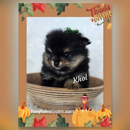 Khol - Black and tan male Pomeranian puppy in Eatonville, Washington from Foxy Forest Poms
