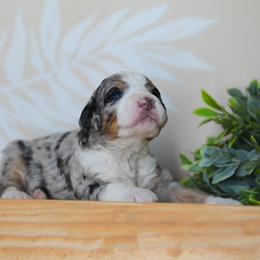 Beau - Blue merle male Bernedoodle puppy in Spokane, Washington from Lilac City Doodles