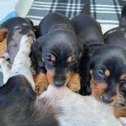 Dachshund Puppies from Winnie’s Doxys