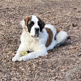 Bear - Saint Bernard