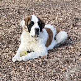 Bear - Saint Bernard