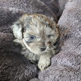 Casanova - Merle male Shihpoo puppy in Delphos, Ohio from Route 66 Poodles & Doodles, Sapphire Shih-tzu's of Ohio