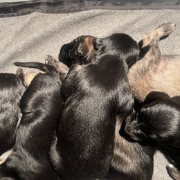 Afghan Hound Puppies from Kelli Kujawa