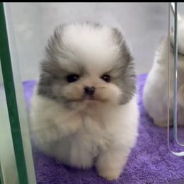 Boy 1 - Cream parti male Pomeranian puppy in Burbank, California from Twins Dream Poms