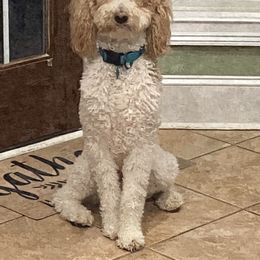 English Springer Spaniel, Poodle, and Springerdoodle All Grown Up from SpringerDoodles at the Beach