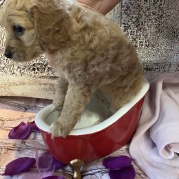 Cockapoo Puppies from Country J Canines