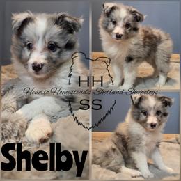 Shelby - Blue merle and white female Shetland Sheepdog puppy in Mc Minnville, Tennessee from Henotic Homestead's Shetland Sheepdogs