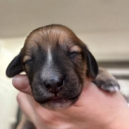 Dachshund Puppies from Branton Family Dachshunds