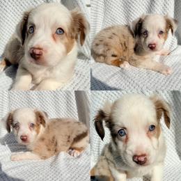 Red Merle female - Red merle female Miniature Australian Shepherd puppy in Brooker, Florida from Honey, I Shrunk the Aussies