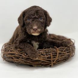 Freddie - Chocolate male Labradoodle puppy in Davison, Michigan from Dreaming Doodles