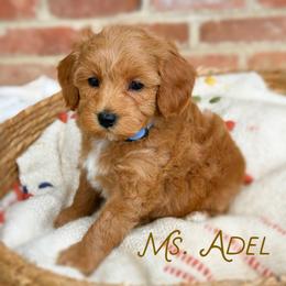 Ms. Adele - Red  female Goldendoodle puppy in Sacramento, California from Dandy Doodles Goldendoodles