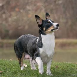 willow Aka. mama - Pembroke Welsh Corgi