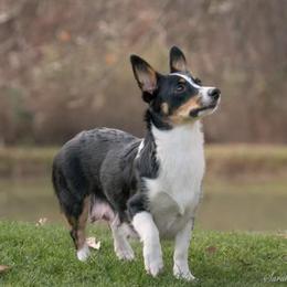 willow Aka. mama - Pembroke Welsh Corgi