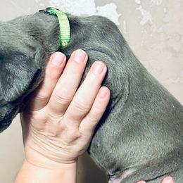Like Green - Great Dane puppy from 10 Acre Danes LLC