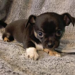 Boy 1 - Black and white male Chihuahua puppy in Meridian, Oklahoma from Crazy Love Kennels