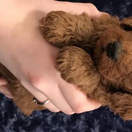 Poodles from Perfection Poodles