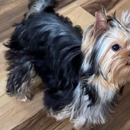 Yorkshire Terriers from Narnian Yorkies