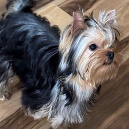 Yorkshire Terriers from Narnian Yorkies