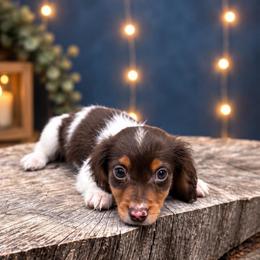Male 2 - Piebald male Dachshund puppy in Glen St Mary, Florida from Little Pawz, LLC