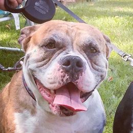 Vader  - Alapaha Blue Blood Bulldog