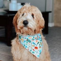 Goldendoodles from Galena Goldendoodles
