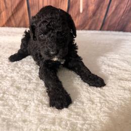 Marshmallow - Black male Goldendoodle puppy in Luana, Iowa from Country View Bernedoodles and Goldendoodles