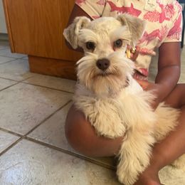 Ash - Wheaten male Miniature Schnauzer puppy in Menifee, California from Moonshine’s Minis