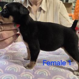 1 - Black tan and white female Rat Terrier puppy in Divide, Colorado from Outlaw Farm and Kennel