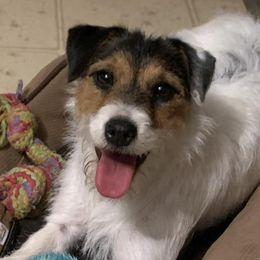 Australian Cattle Dogs and Parson Russell Terriers from Dreamfield Manor Farm