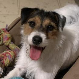 Australian Cattle Dogs and Parson Russell Terriers from Dreamfield Manor Farm