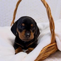 Black and tan - Black and tan male Dachshund puppy in Red Bluff, California from Wildflower Weenies