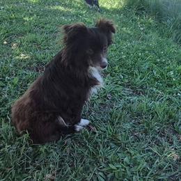 Silvia - Toy Australian Shepherd