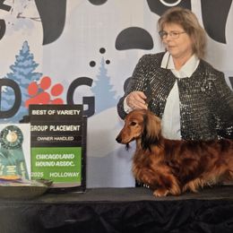 Kristoff - Dachshund