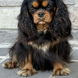 Traveler - Cavalier King Charles Spaniel