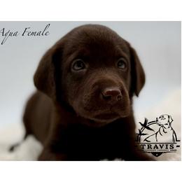 Aqua - Chocolate female Labrador Retriever puppy in San Diego County, California from Travis’ Chocolate Labradors