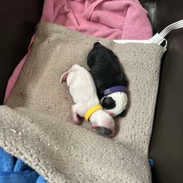Cockapoo, Sheepadoodle, and Whoodle Puppies from Saddle Mountain Doodles