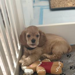 Boy 2 - Buff male Cocker Spaniel puppy in Whittier, California from Inspirational Treasures