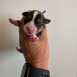JCoop - Sable male Pembroke Welsh Corgi puppy in Benjamin, Utah from Nuna’s  Corgis