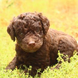 Teddy - Brown and white male Aussiedoodle puppy in Apache Junction, Arizona from Loving Doodle