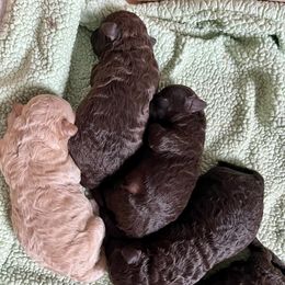 Poodle Puppies from Roxana Bautista