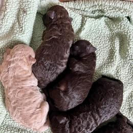 Poodle Puppies from Roxana Bautista