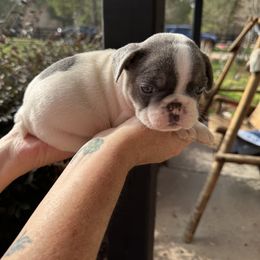 French Bulldog Puppies from Frenchiesbysouthernbell
