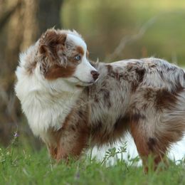 Rosin - Toy Australian Shepherd