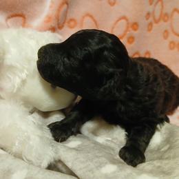 Lyka - Silver female Poodle puppy in Blanch, North Carolina from Faithful Hearts Kennel