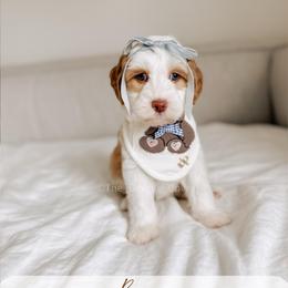 Bosun - Yachties - Caramel female Australian Labradoodle puppy in Syracuse, Indiana from The Doodle Cove