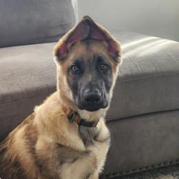 German Shepherd Puppies from Scenic City Shepherds